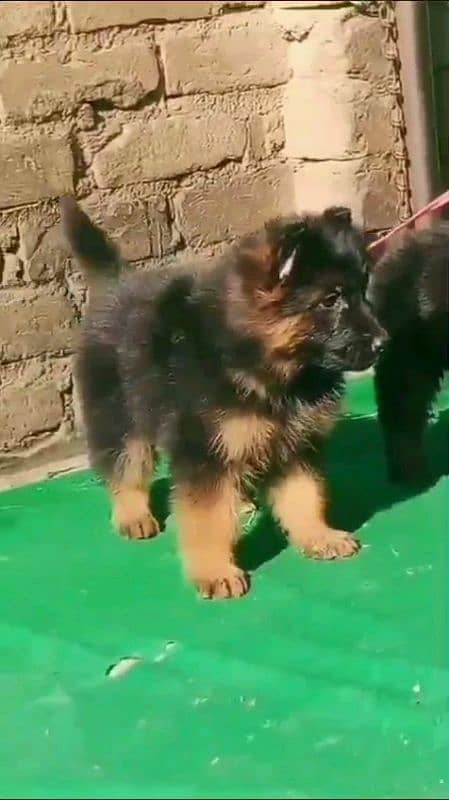 German shepherd puppies for sale 1