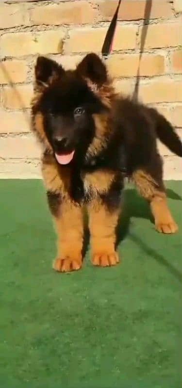 German shepherd puppies for sale 2