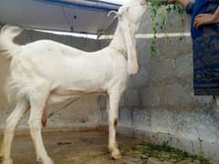 gulabi bakri 4dant for sell