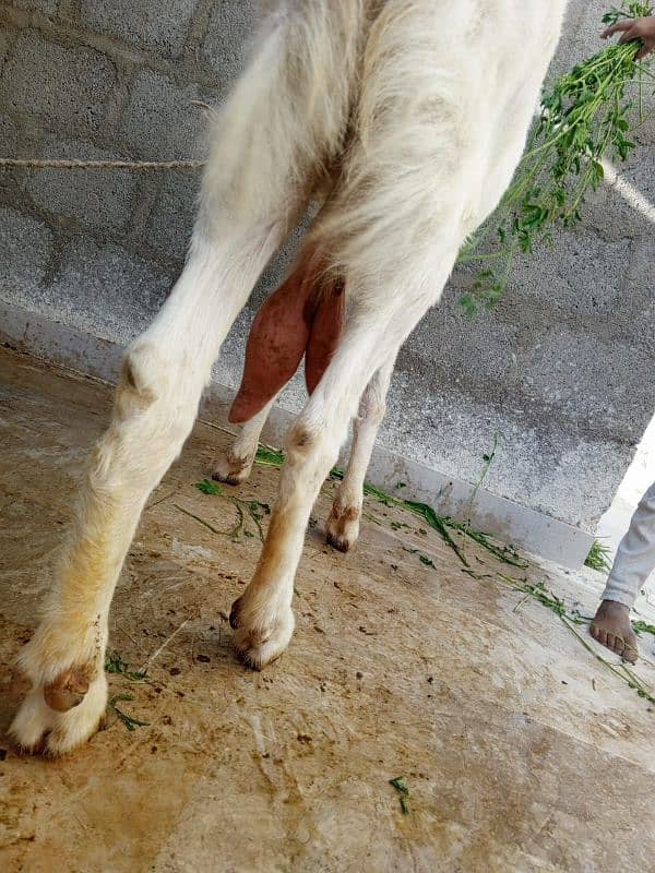 gulabi bakri 4dant for sell 8