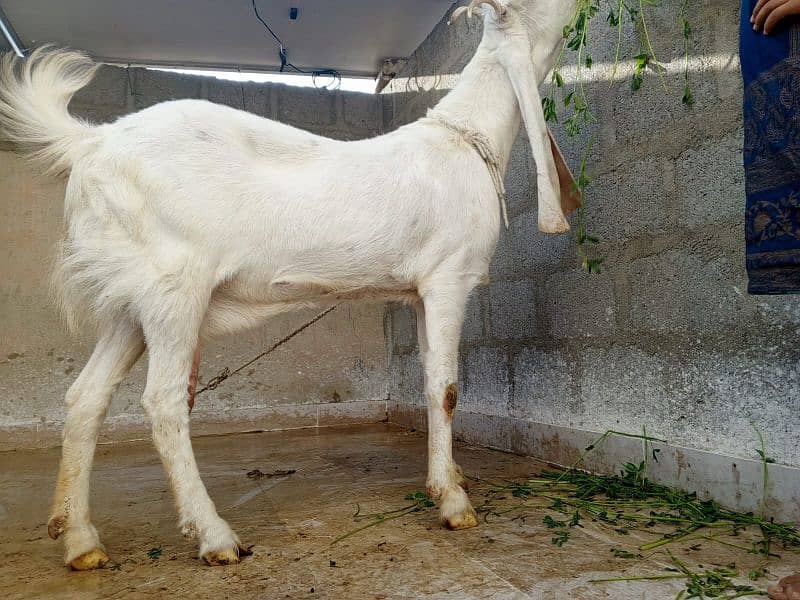 gulabi bakri 4dant for sell 9