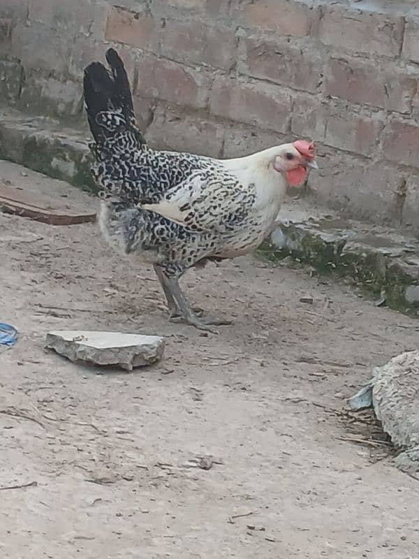 17 Golden Misri hens. eggs de rhi hain sari 5