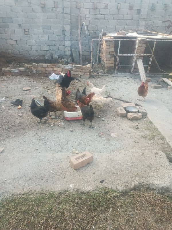 Quality hens for sale 0