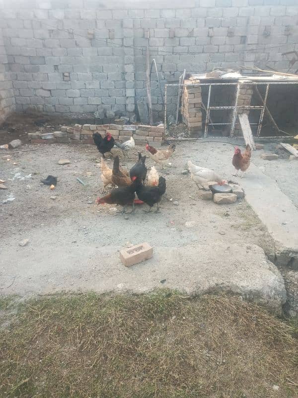 Quality hens for sale 1