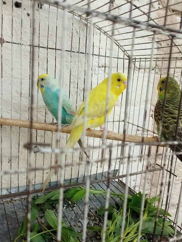 buddies parrot pair 1 female 1