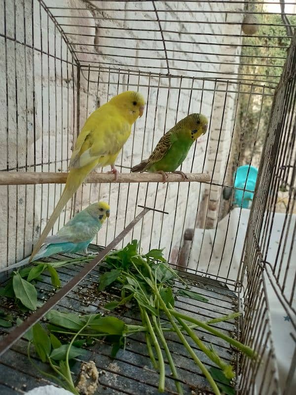 buddies parrot pair 1 female 2