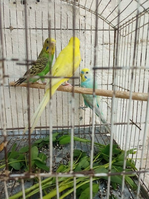 buddies parrot pair 1 female 3