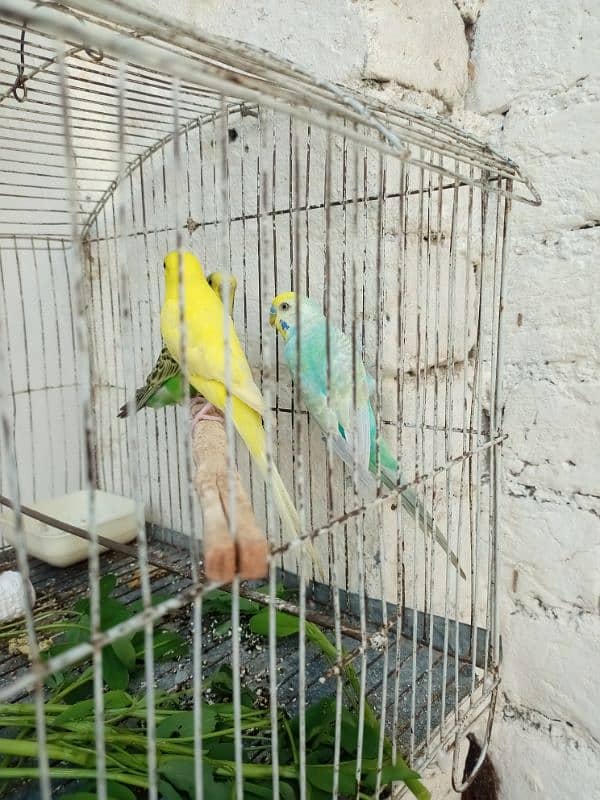 buddies parrot pair 1 female 4