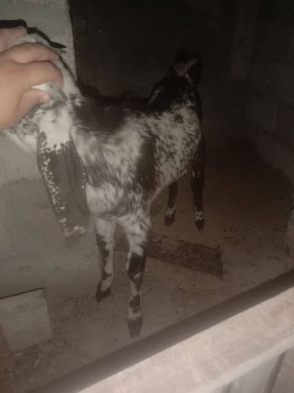 goat sale 5