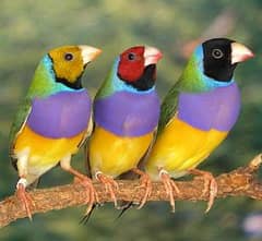 Gouldian finches breeder pair avialable