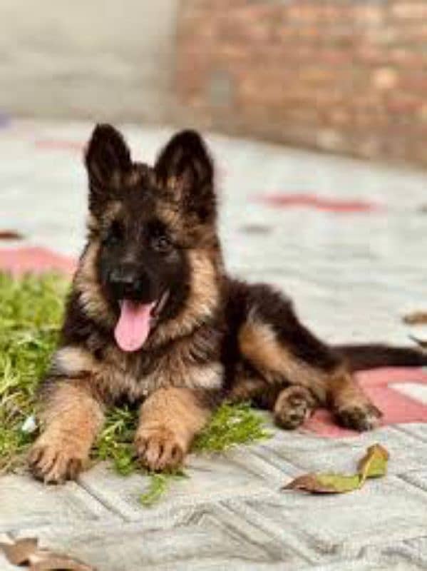 German shepherd puppies My WhatsApp 03015880301 2