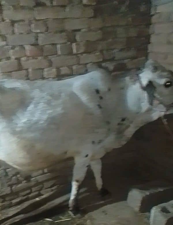 Betal Bakra R qurbani wala wahra 4