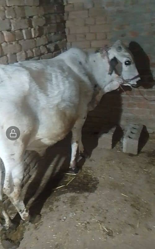 Betal Bakra R qurbani wala wahra 5