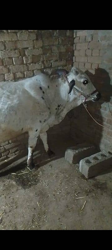 Betal Bakra R qurbani wala wahra 6