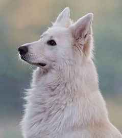 White Shepherd female puppy available 3 month age for sale