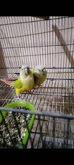 Conure breeder pair American dilute male and dilute opaline female