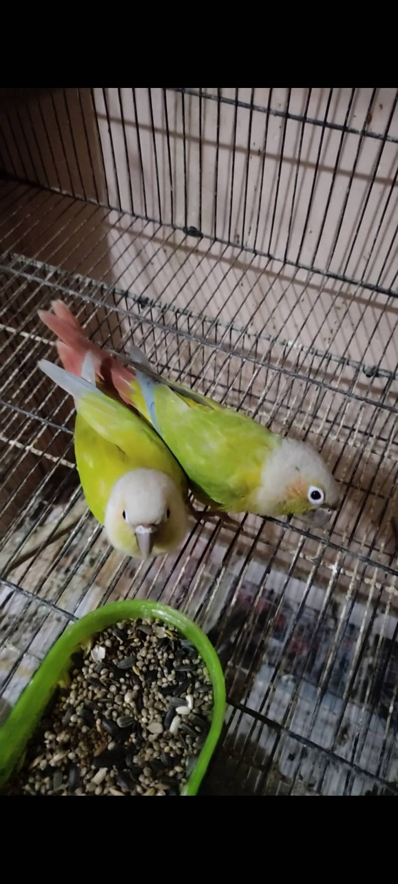 Conure breeder pair American dilute male and dilute opaline female 1