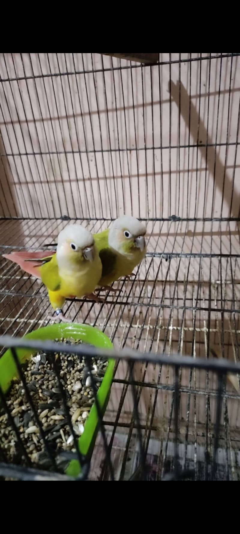 Conure breeder pair American dilute male and dilute opaline female 2