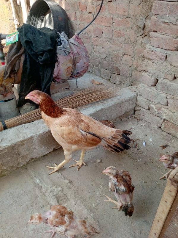 aseel hen with 5 chick 1