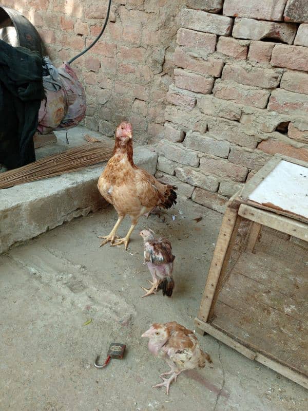 aseel hen with 5 chick 2