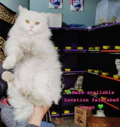 Persian cats My WhatsApp 03015880301