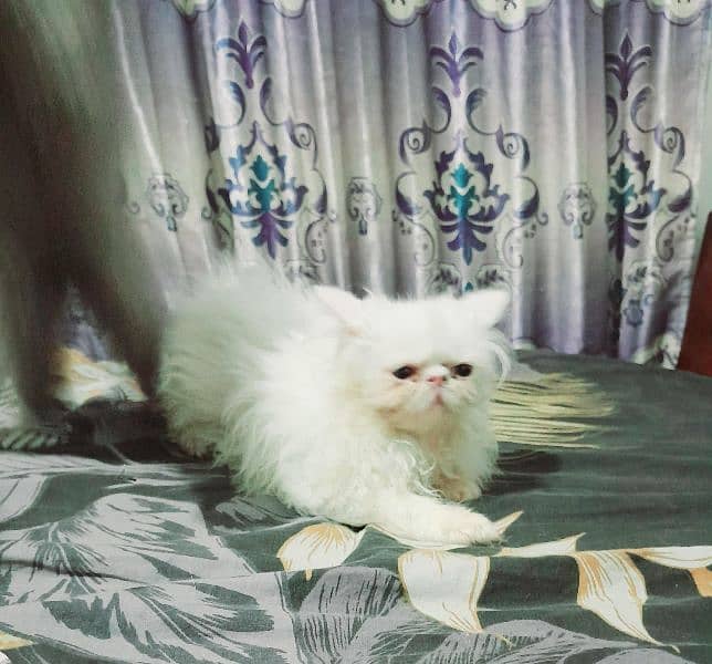 Persian cats My WhatsApp 03015880301 1