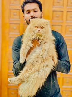 Persian cats My WhatsApp 03015880301