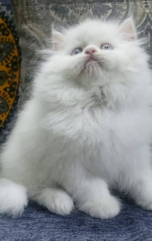 Persian cats My WhatsApp 03015880301 6