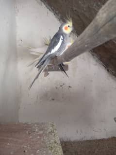 Albino Love Bird