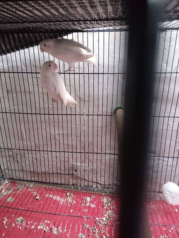 Albino Love Bird 2