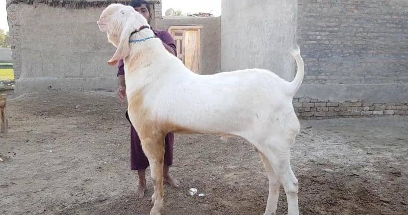 Rajanpuri Bakra Urgent For Sale CALL "03207353182 0