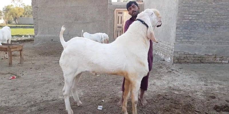 Rajanpuri Bakra Urgent For Sale CALL "03207353182 1