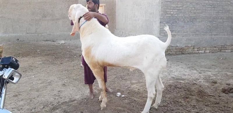 Rajanpuri Bakra Urgent For Sale CALL "03207353182 3