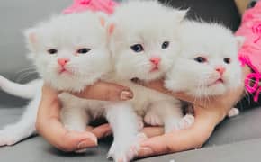 Persian triple coat punch face kittens