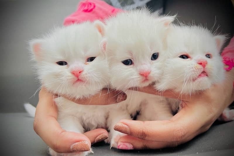 Persian triple coat punch face kittens 1