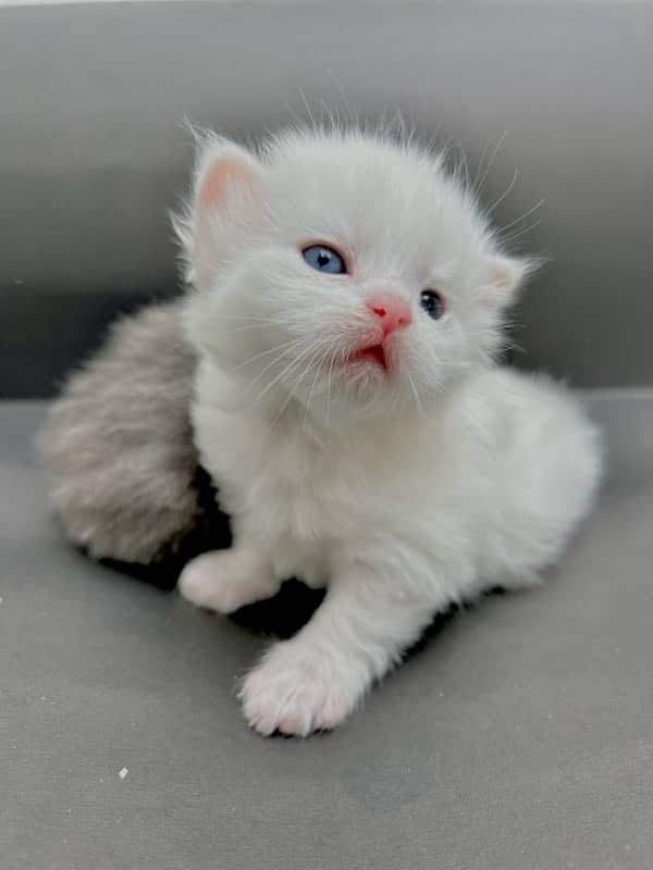 Persian triple coat punch face kittens 3