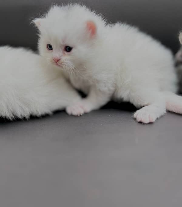 Persian triple coat punch face kittens 4