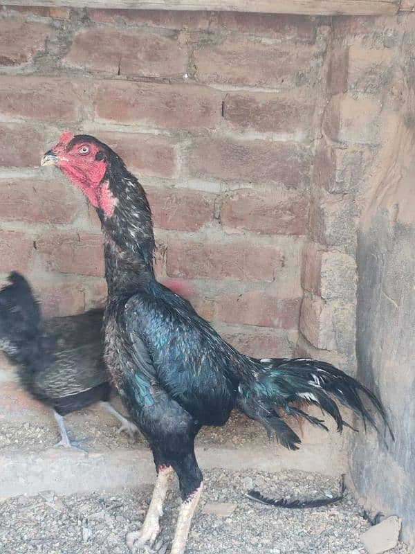 Blackmushka patha for sale long heighted patha best quality aseel 0