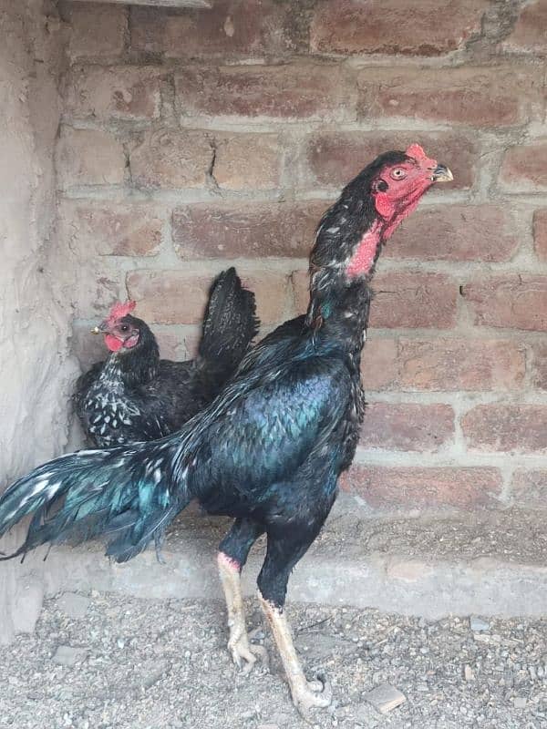 Blackmushka patha for sale long heighted patha best quality aseel 5