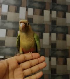 Hand tamed Pineapple conure for sale