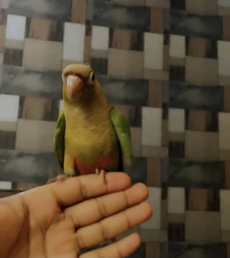 Hand tamed Pineapple conure for sale 0