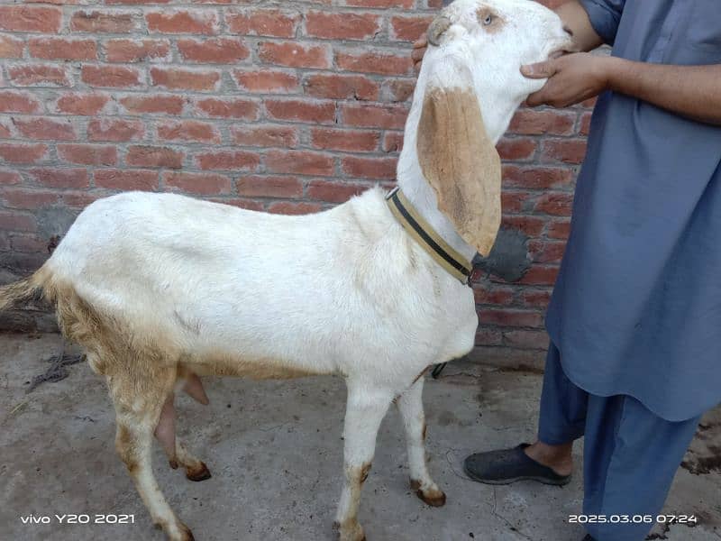 Bakry|White Goats|Pure Dessi Bakri|Health Goats 1