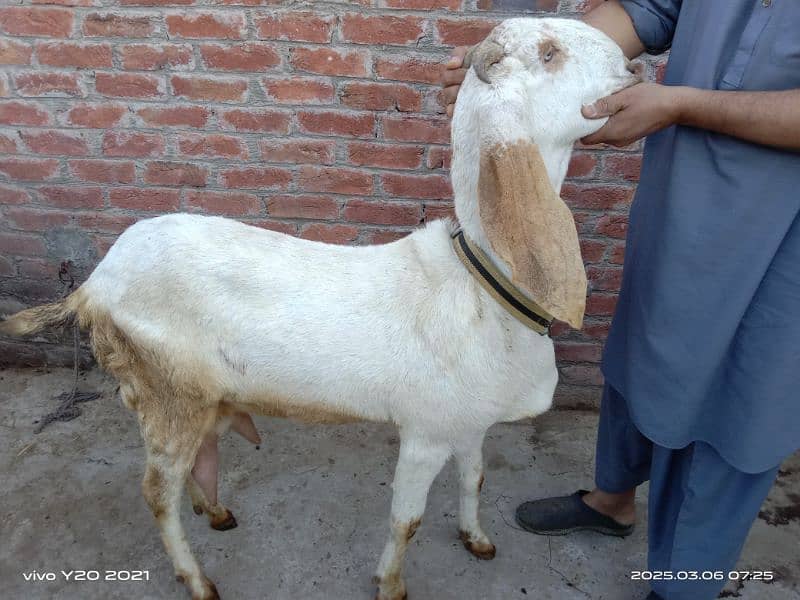 Bakry|White Goats|Pure Dessi Bakri|Health Goats 3