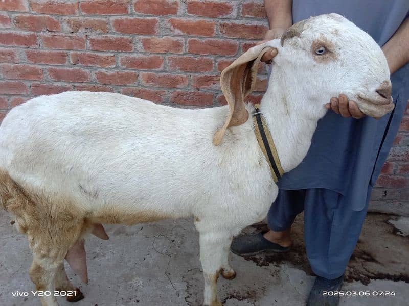 Bakry|White Goats|Pure Dessi Bakri|Health Goats 5