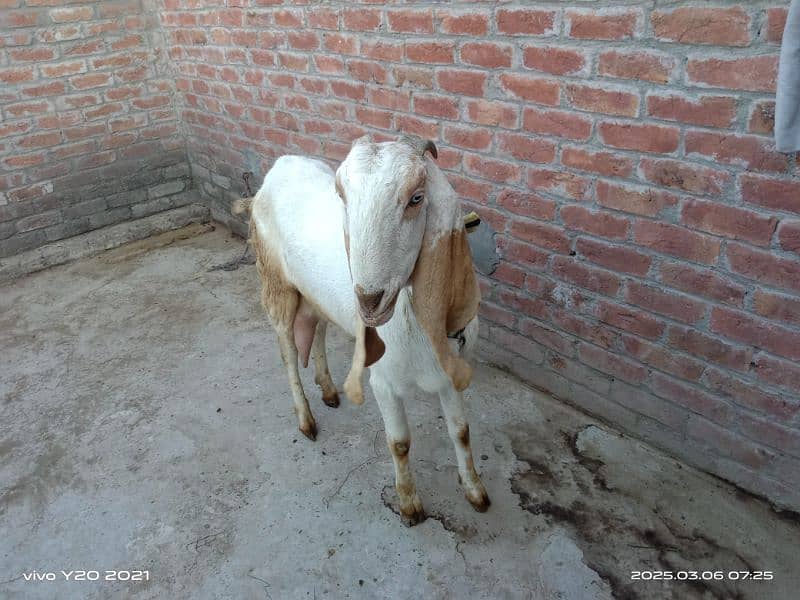 Bakry|White Goats|Pure Dessi Bakri|Health Goats 6