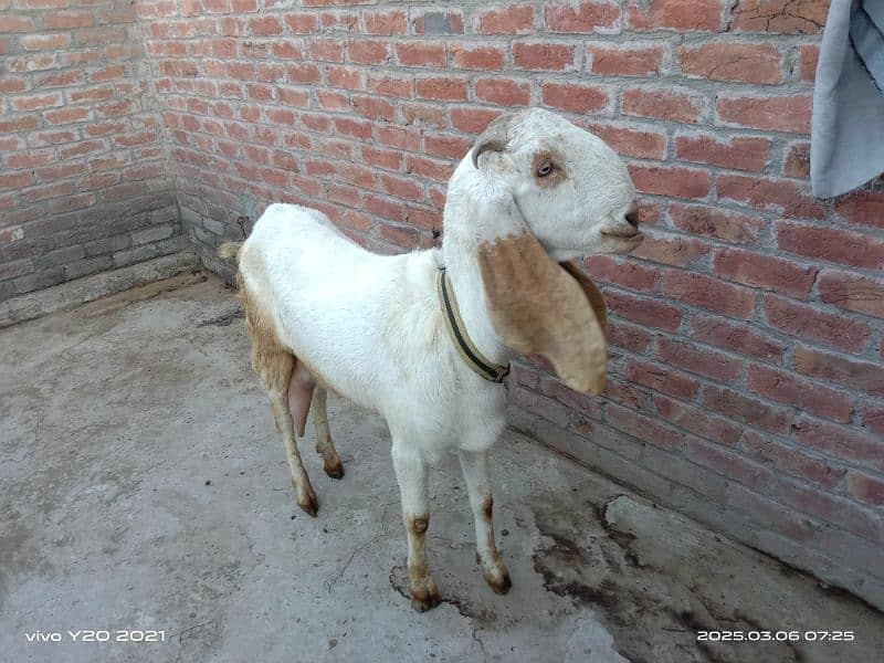 Bakry|White Goats|Pure Dessi Bakri|Health Goats 7