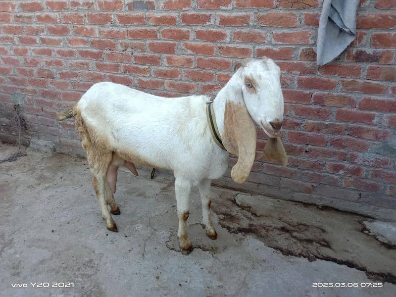 Bakry|White Goats|Pure Dessi Bakri|Health Goats 8