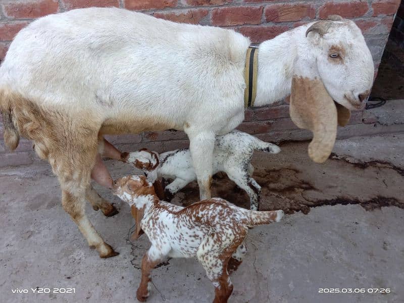 Bakry|White Goats|Pure Dessi Bakri|Health Goats 9