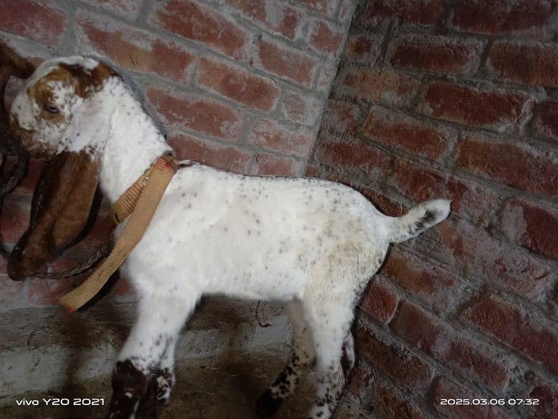 Bakry|White Goats|Pure Dessi Bakri|Health Goats 12