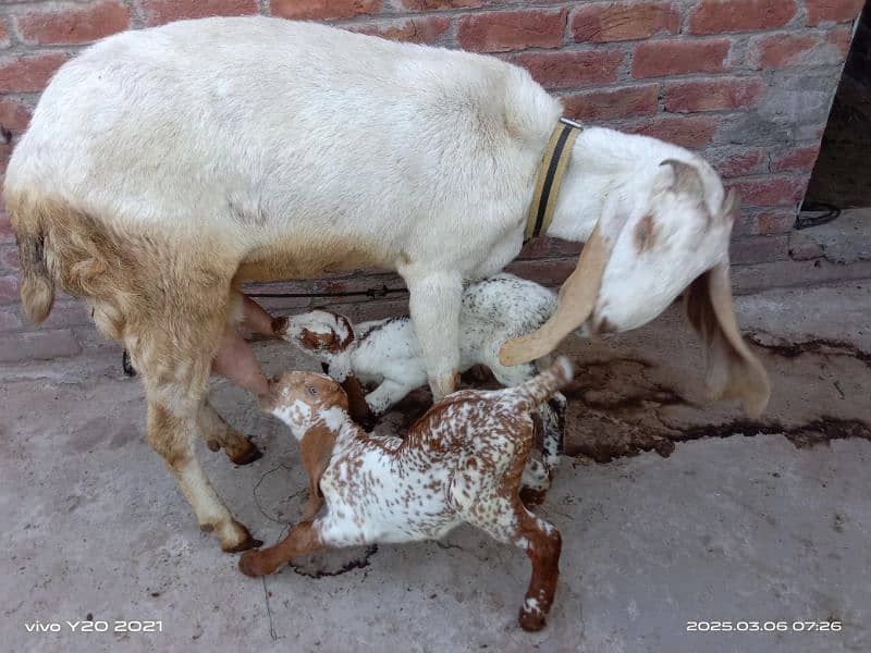 Bakry|White Goats|Pure Dessi Bakri|Health Goats 13